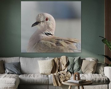 Mooie duif van Anita van Gendt