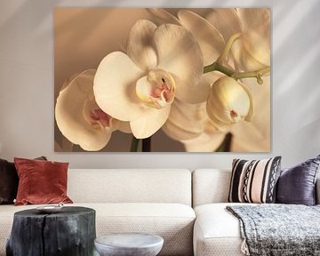 white orchid by Cora Unk