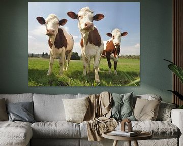 Curious Cows van Hans Kool