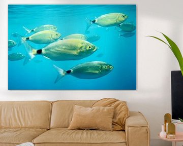 Fishes 3D van Pieter van Dijken