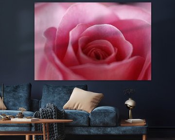 Roze roos van Cora Unk