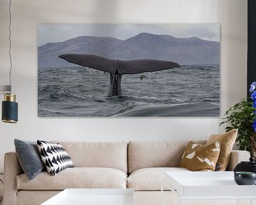 Walvis Nieuw Zeeland by Jeroen Meeuwsen