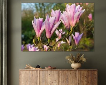 Roze Magnolia  van Peter Apers