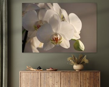 white Orchid by Cora Unk