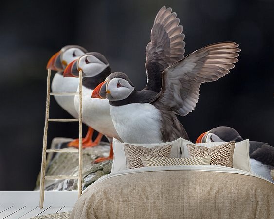 Aperçu de la chambre