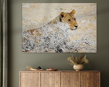 NAMIBIA ... The Lioness II van Meleah Fotografie