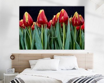 red tulips