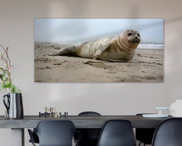 Seal on the beach of Texel by Ronald Timmer
