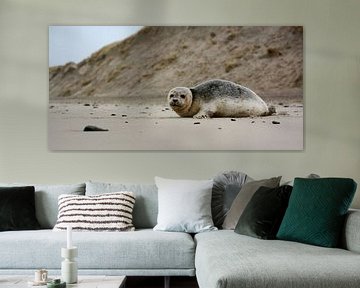 Zeehond op strand Texel van Ronald Timmer