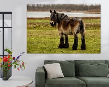 Belgium Draft horse in a Dutch landscape von noeky1980 photography