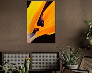 beautiful orange