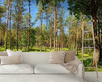 Zonnig bos in de lente