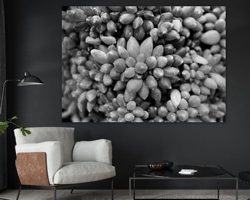 Succulent plant in black and white