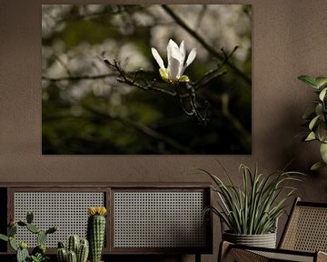 Lonely Magnolia by Gerda Hoogerwerf