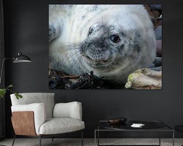 Close-up of a grey seal pup sur Marjoleine Roos