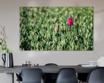 Pink Tulip by Gerda Hoogerwerf