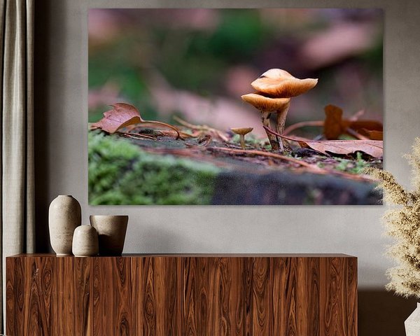 Two lightbrown mushrooms