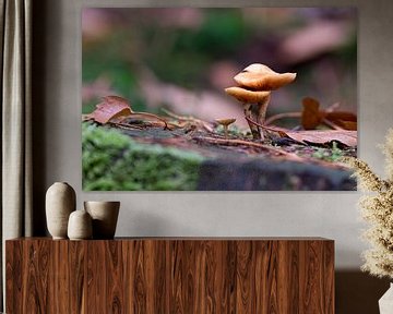 Two lightbrown mushrooms by Gerda Hoogerwerf