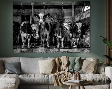 Dutch cows in an old barn by Inge Jansen