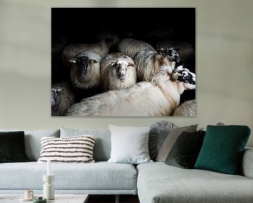 Sheep (colour) by Lex Schulte