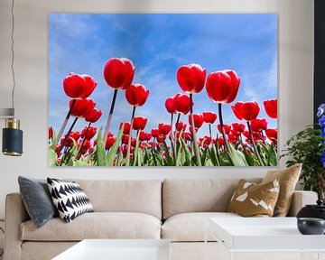 Red tulips field from below with blue sky by Ben Schonewille