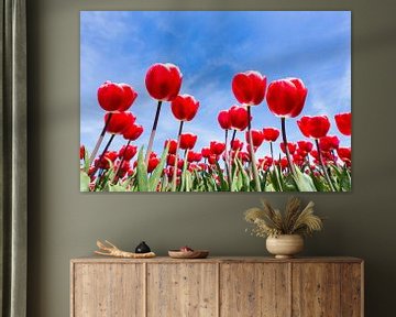 Veld met bloeiende rode tulpen van onderen met blauwe lucht van Ben Schonewille