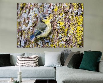 Young blue tit sits on oak tree trunk sur Ben Schonewille