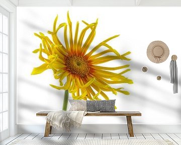 gerbera pasta pennoni by Tanja van Beuningen