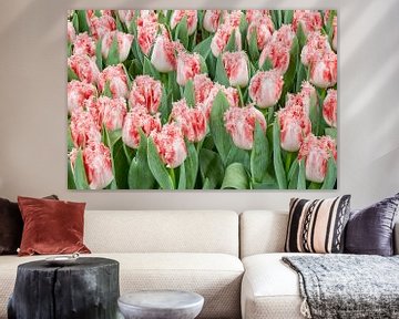 pink tulips sur eric van der eijk