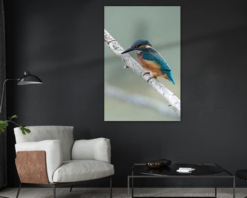 Ijsvogel man (Alcedo Atthis)