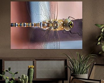 Dragonfly