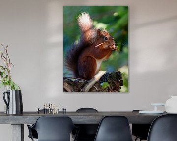 Red Squirrel by Marcel van den Hoven