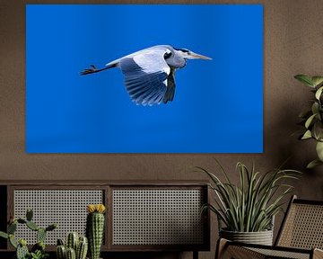 The great blue heron in flight by Peter Bartelings