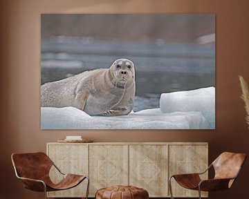 Bearded Seal on icefloe by Peter Zwitser