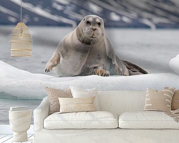 Baardrob rond Spitsbergen von Peter Zwitser