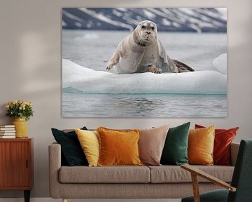 Bearded seal resting on icefloe by Peter Zwitser