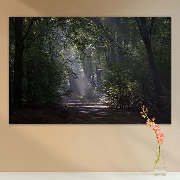 Bomen met zonlicht von Ad Steenbergen