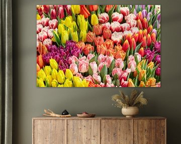 variety of colored tulips sur eric van der eijk