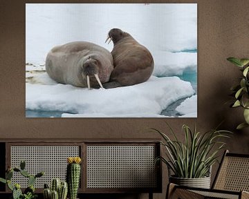 Walrussen op ijsschots van Peter Zwitser
