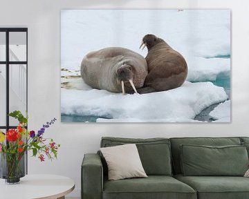 Walrussen op ijsschots