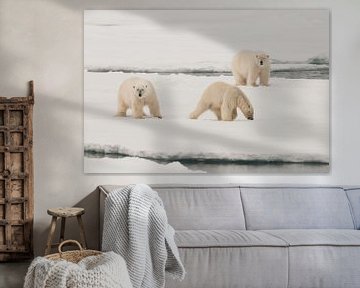 Polars Bears on a big icefloe van Peter Zwitser