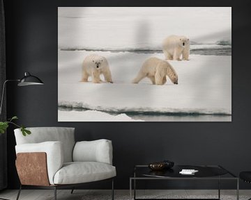 Polar bears on pack-ice von Peter Zwitser