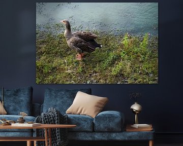 Duck at the pond by Babetts Bildergalerie