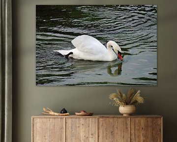 Foraging - Swan by Babetts Bildergalerie