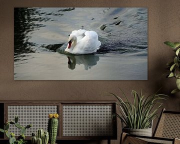proud swan by Babetts Bildergalerie