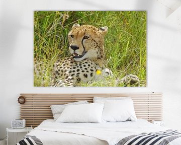 Cheetah   of Jachtluipaard