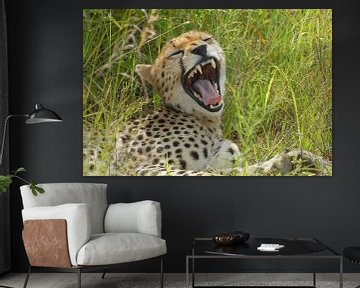 Cheetak yawning van Peter Zwitser