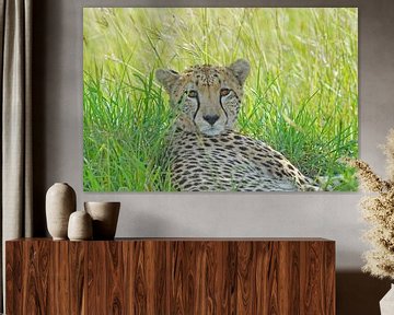 Portret Cheetah  in Masai Mara