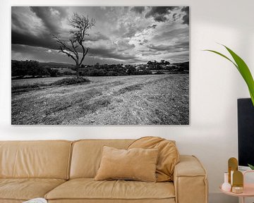 Lonely tree in black and white landscape