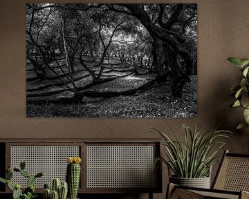 Parga olive grove in black & white van Peter van Eekelen